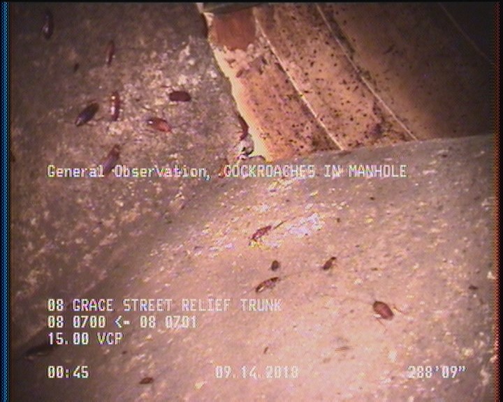General Observation - COCKROACHES IN MANHOLE