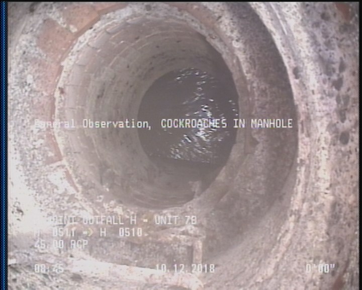 General Observation - COCKROACHES IN MANHOLE