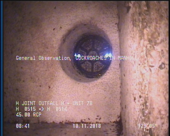 General Observation - COCKROACHES IN MANHOLE