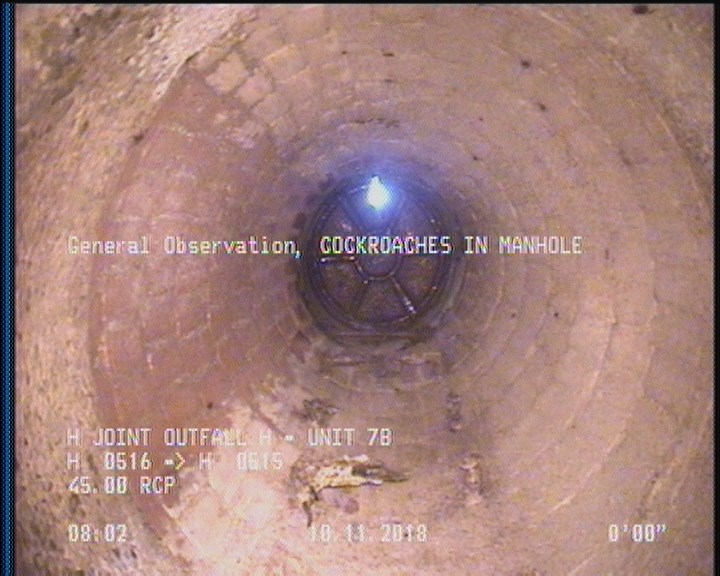 General Observation - COCKROACHES IN MANHOLE