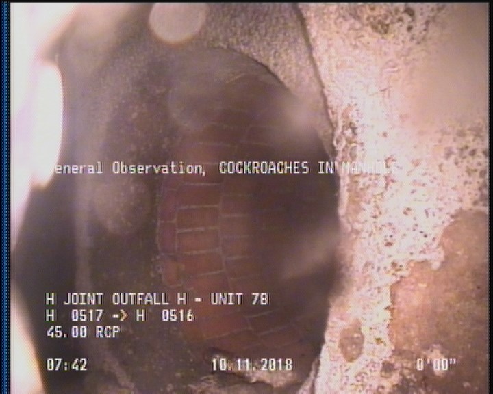 General Observation - COCKROACHES IN MANHOLE