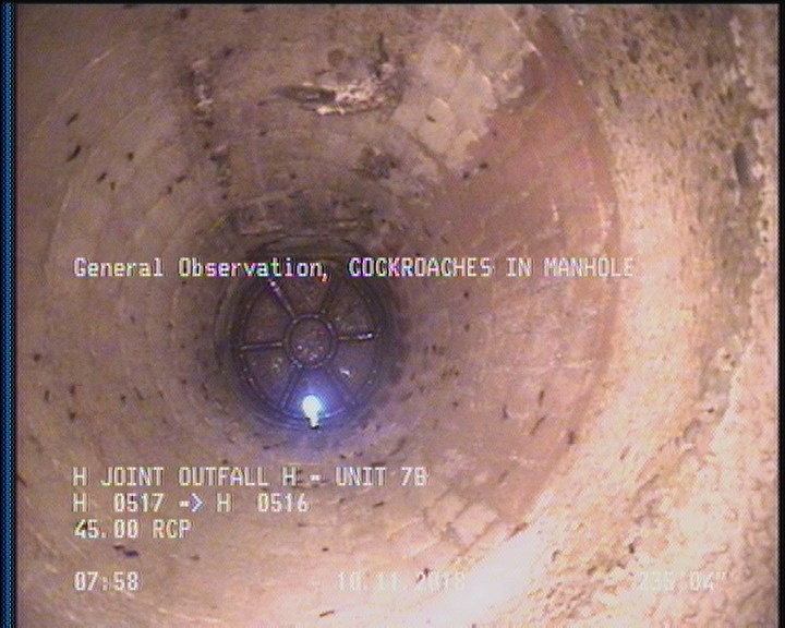 General Observation - COCKROACHES IN MANHOLE