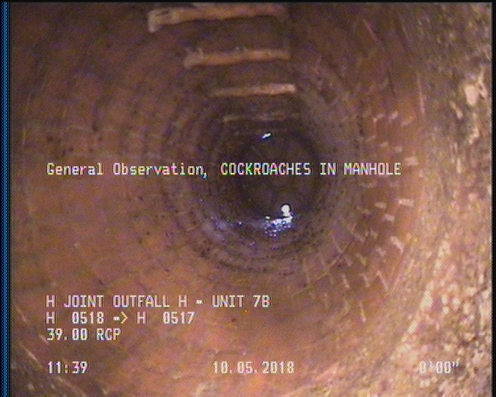 General Observation - COCKROACHES IN MANHOLE