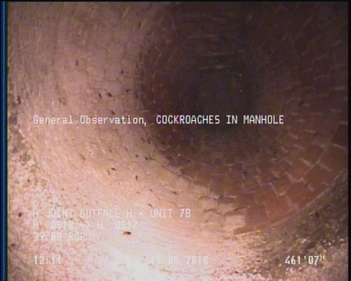 General Observation - COCKROACHES IN MANHOLE