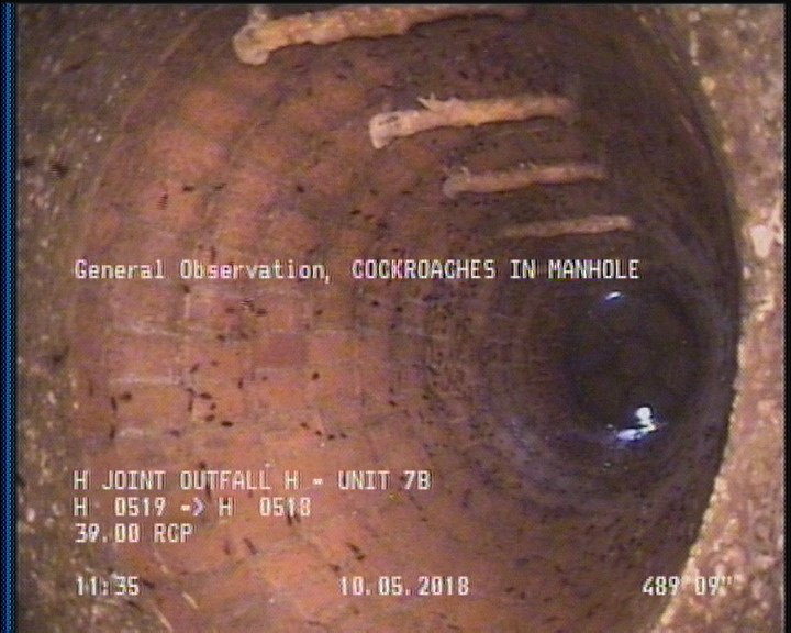 General Observation - COCKROACHES IN MANHOLE