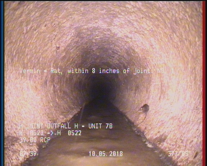 Vermin - Rat, within 8 inches of joint: NO, 1