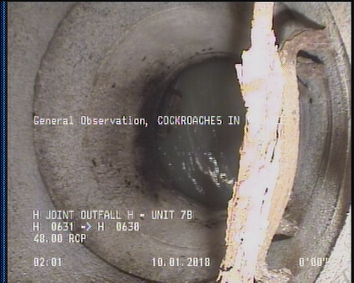 General Observation - COCKROACHES IN MANHOLE