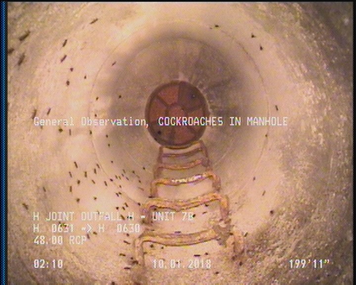 General Observation - COCKROACHES IN MANHOLE