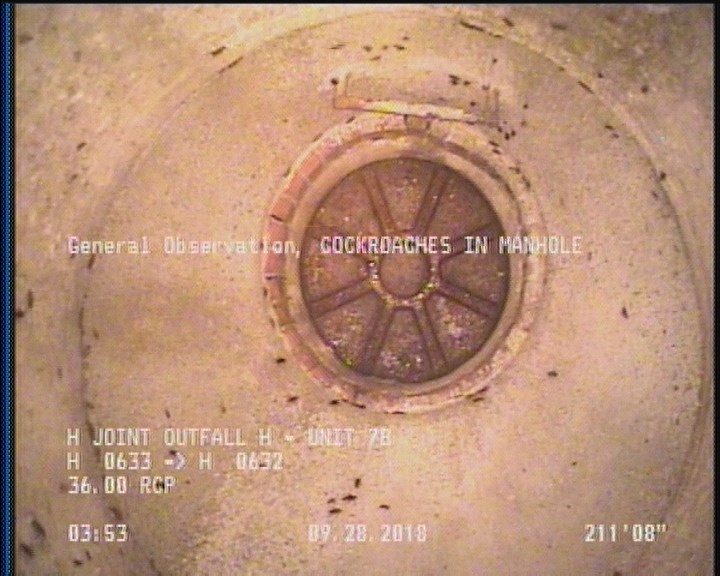 General Observation - COCKROACHES IN MANHOLE