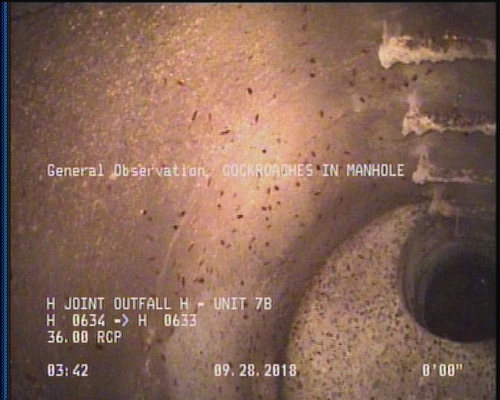 General Observation - COCKROACHES IN MANHOLE