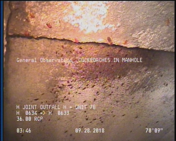 General Observation - COCKROACHES IN MANHOLE