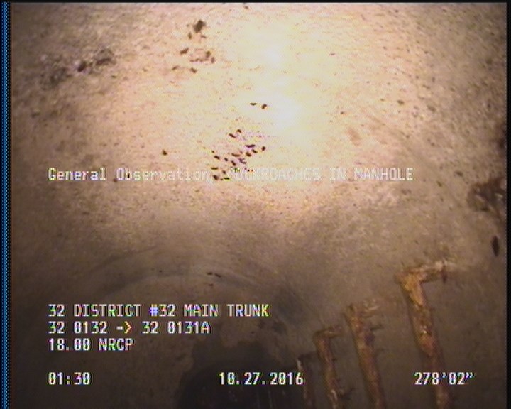 General Observation - COCKROACHES IN MANHOLE