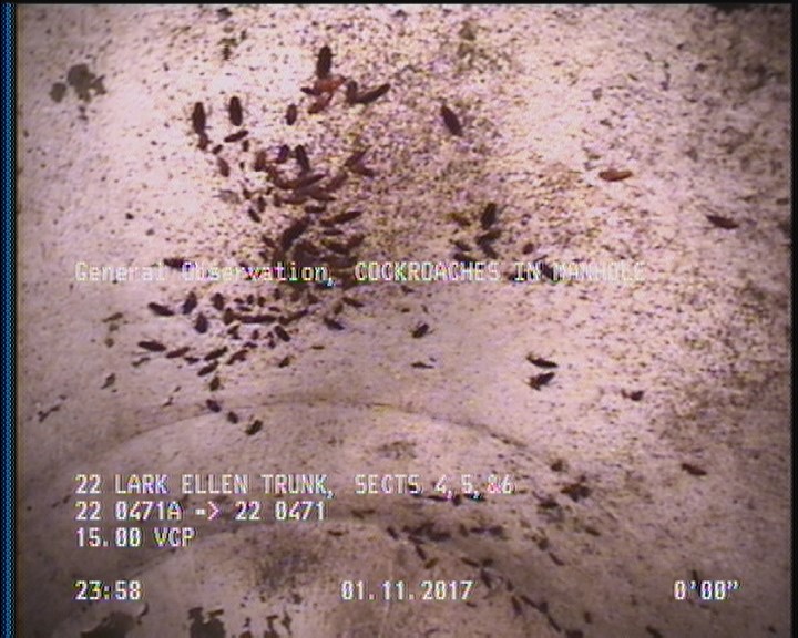 General Observation - COCKROACHES IN MANHOLE