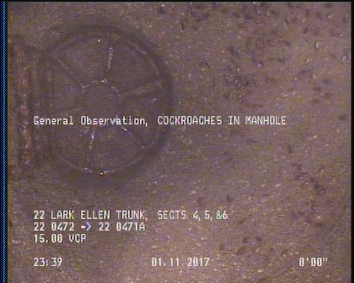 General Observation - COCKROACHES IN MANHOLE
