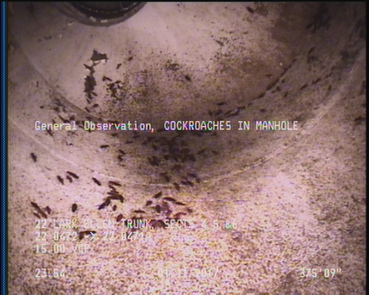 General Observation - COCKROACHES IN MANHOLE