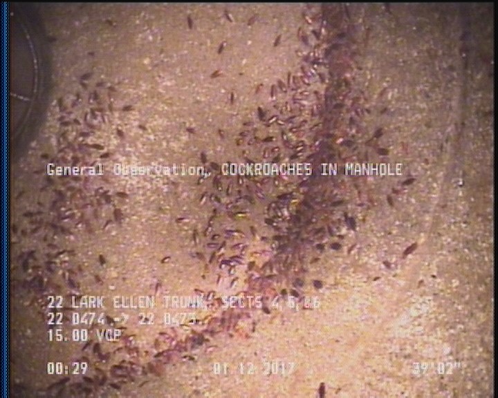 General Observation - COCKROACHES IN MANHOLE