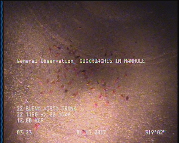 General Observation - COCKROACHES IN MANHOLE