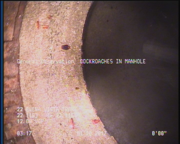 General Observation - COCKROACHES IN MANHOLE