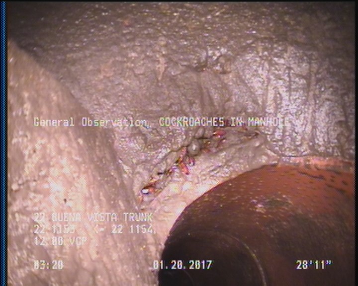 General Observation - COCKROACHES IN MANHOLE
