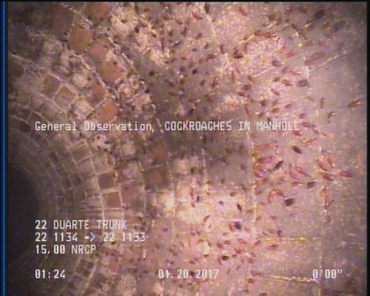 General Observation - COCKROACHES IN MANHOLE