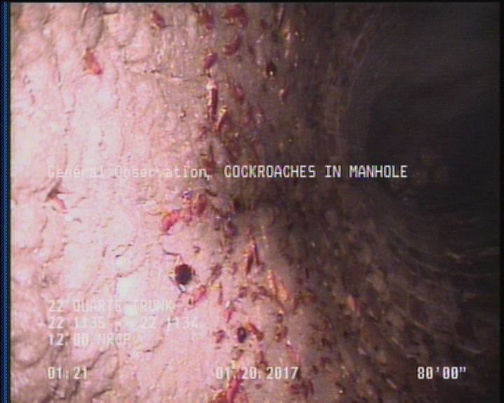 General Observation - COCKROACHES IN MANHOLE
