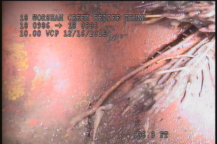 Fracture Circumferential, from 08 to 12 o'clock, within 8 inches of joint: YES - MODERATE IN ROOTS