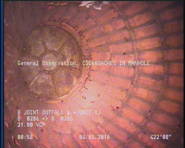 General Observation - COCKROACHES IN MANHOLE