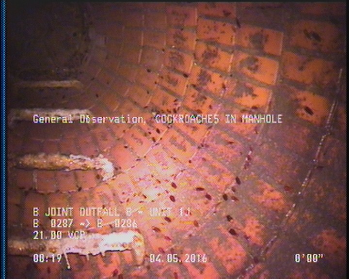 General Observation - COCKROACHES IN MANHOLE