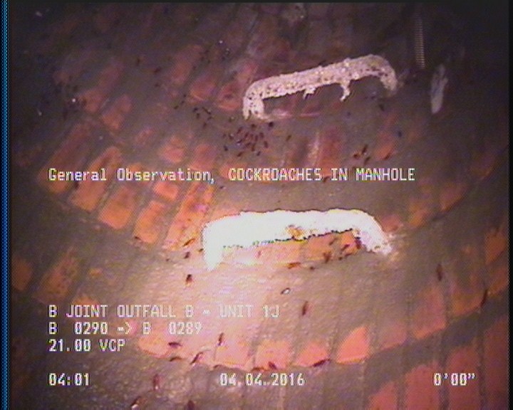 General Observation - COCKROACHES IN MANHOLE