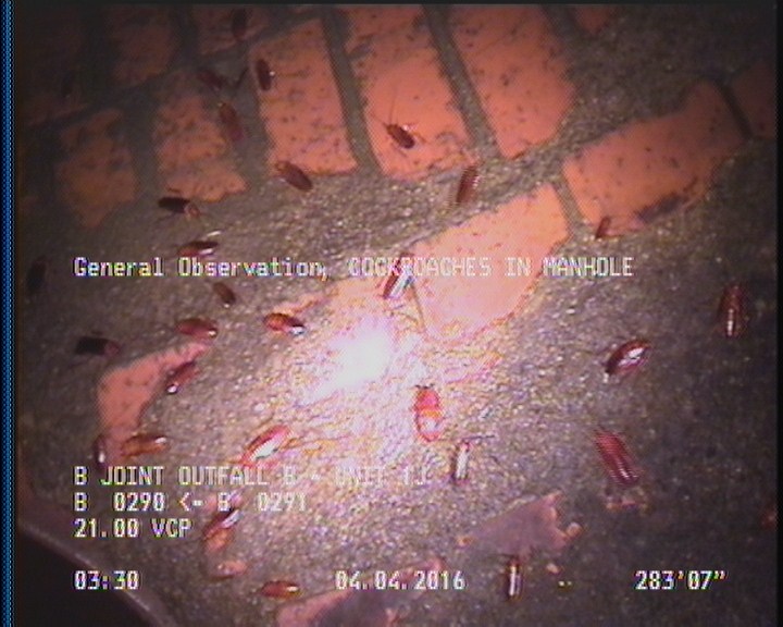 General Observation - COCKROACHES IN MANHOLE