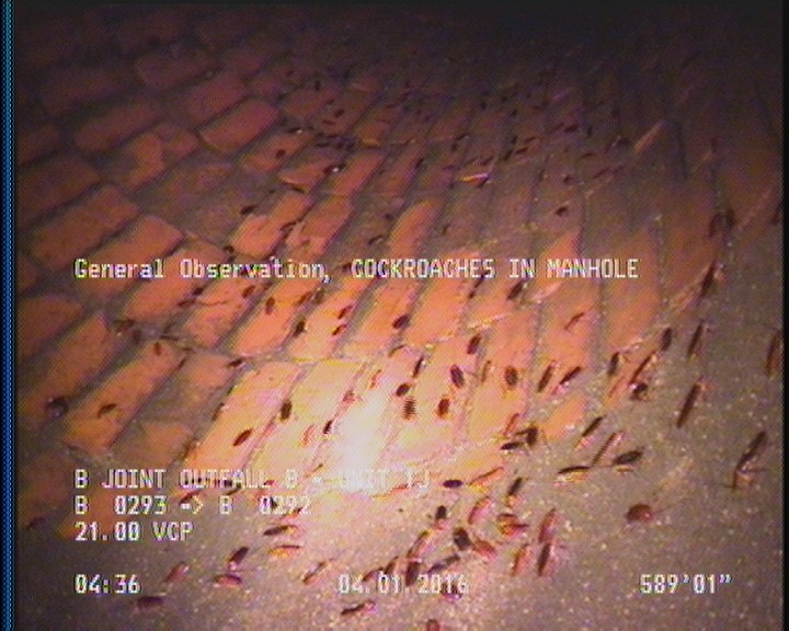 General Observation - COCKROACHES IN MANHOLE