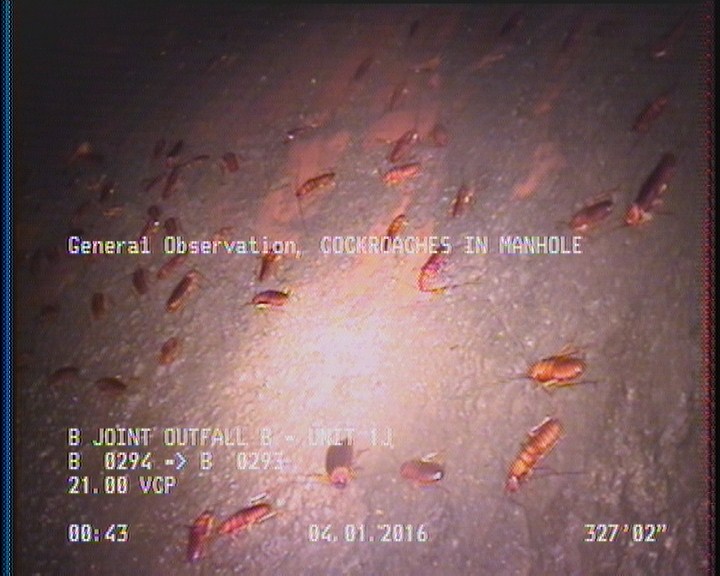 General Observation - COCKROACHES IN MANHOLE