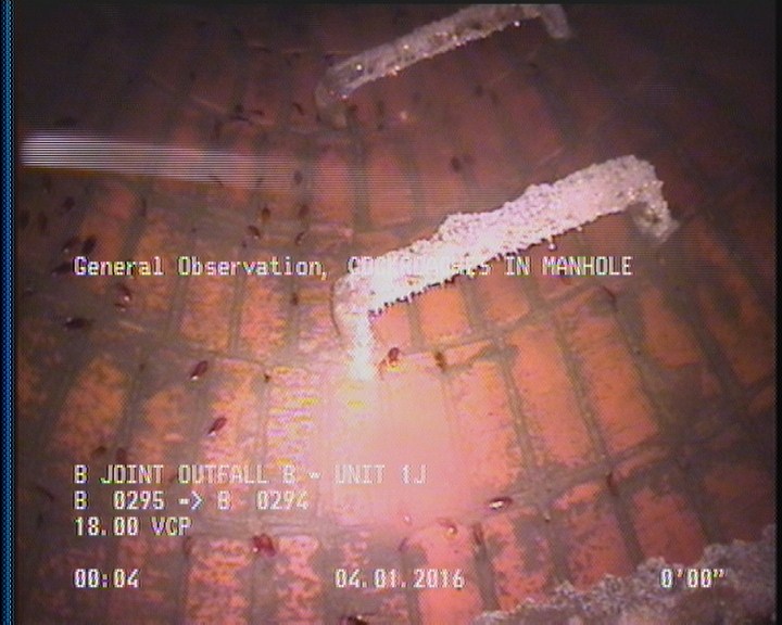 General Observation - COCKROACHES IN MANHOLE