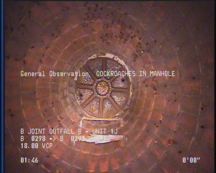 General Observation - COCKROACHES IN MANHOLE