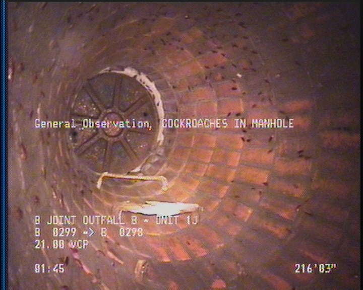 General Observation - COCKROACHES IN MANHOLE