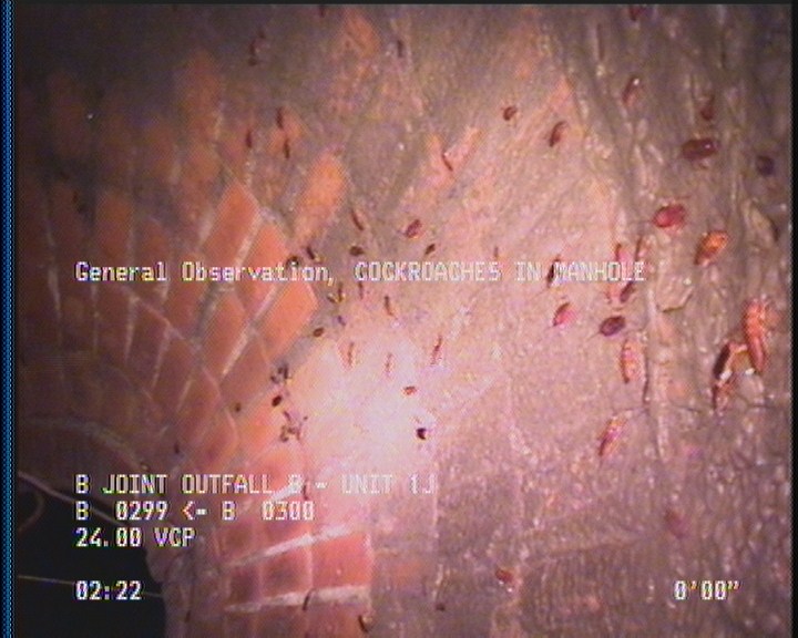 General Observation - COCKROACHES IN MANHOLE