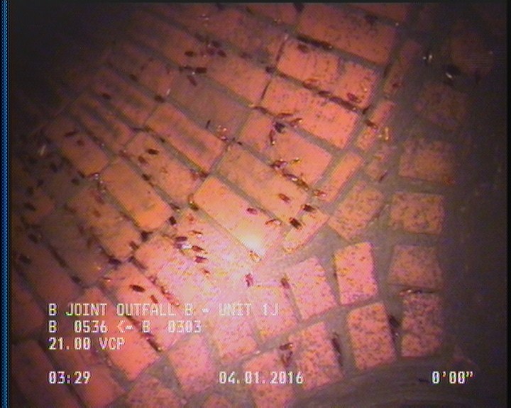 General Observation - COCKROACHES IN MANHOLE