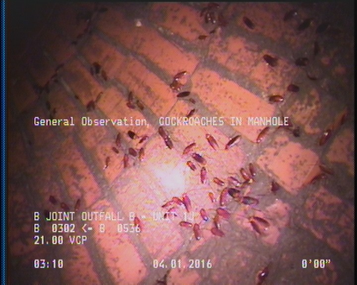 General Observation - COCKROACHES IN MANHOLE