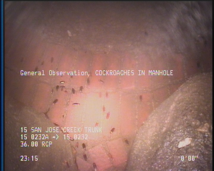 General Observation - COCKROACHES IN MANHOLE