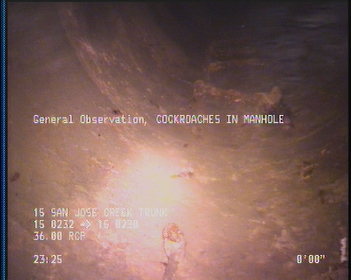 General Observation - COCKROACHES IN MANHOLE