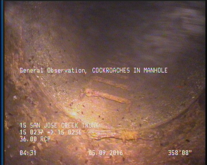 General Observation - COCKROACHES IN MANHOLE