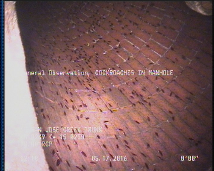 General Observation - COCKROACHES IN MANHOLE