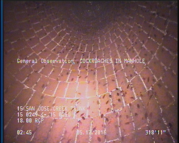 General Observation - COCKROACHES IN MANHOLE