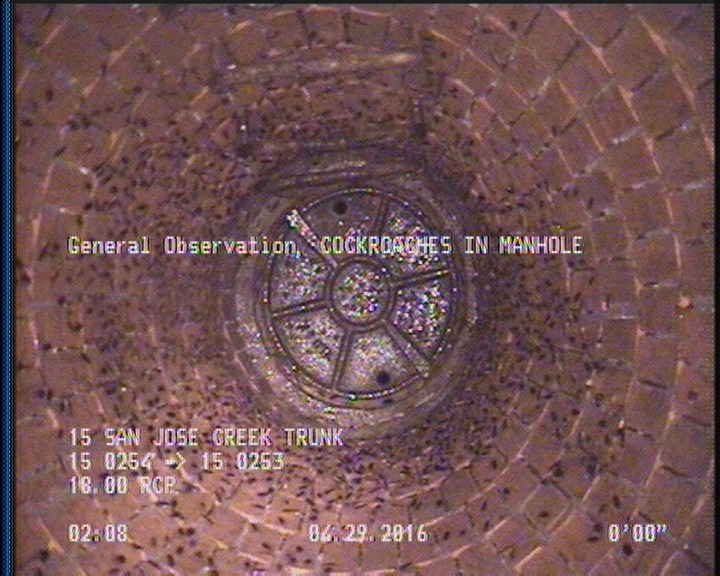 General Observation - COCKROACHES IN MANHOLE