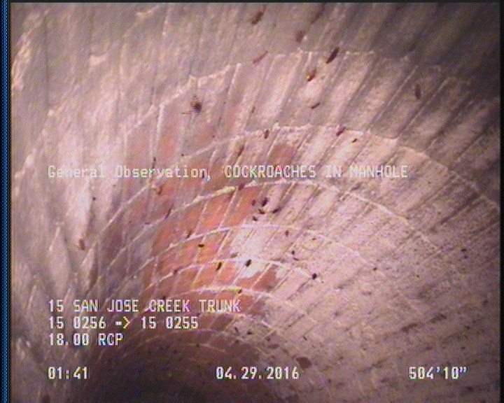 General Observation - COCKROACHES IN MANHOLE