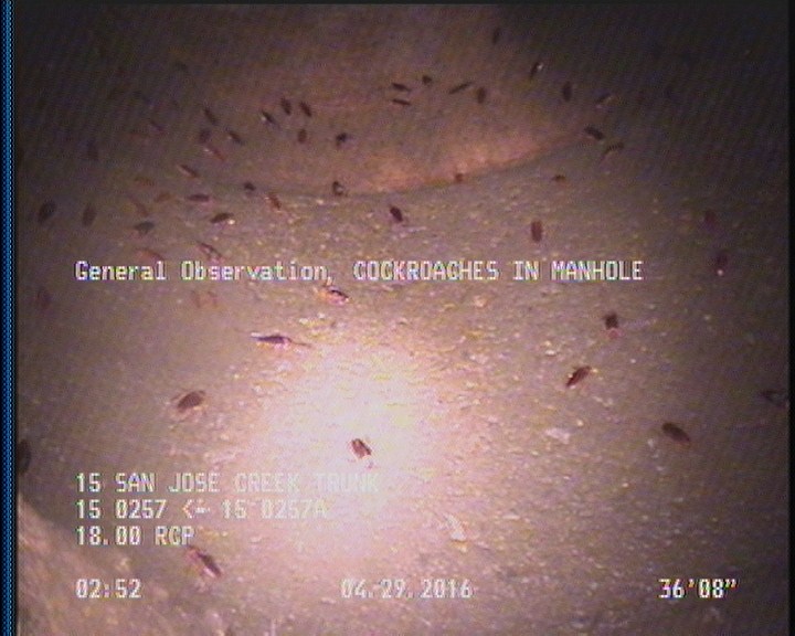 General Observation - COCKROACHES IN MANHOLE