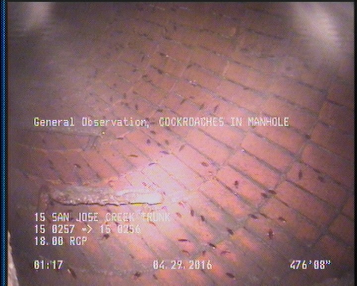 General Observation - COCKROACHES IN MANHOLE