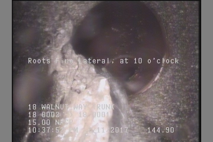 Roots Fine Lateral, at 10 o'clock