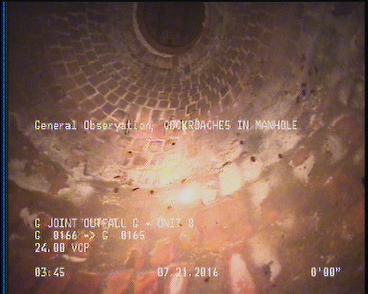 General Observation - COCKROACHES IN MANHOLE