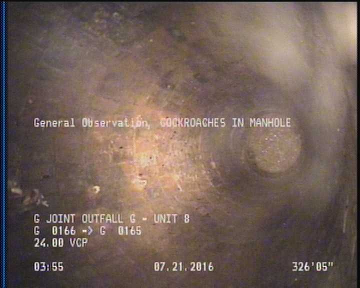General Observation - COCKROACHES IN MANHOLE